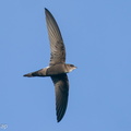 Fork-tailed Swift-201031-122MSDCF-FYP00919-W.jpg