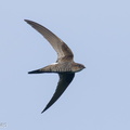 Fork-tailed Swift-210324-105MSDCF-FRY08213-W.jpg