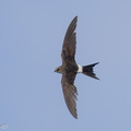 Fork-tailed Swift-211008-122MSDCF-FRY01182-W.jpg