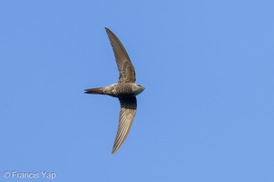 Fork-tailed Swift-221011-155MSDCF-FYP08068-W.jpg