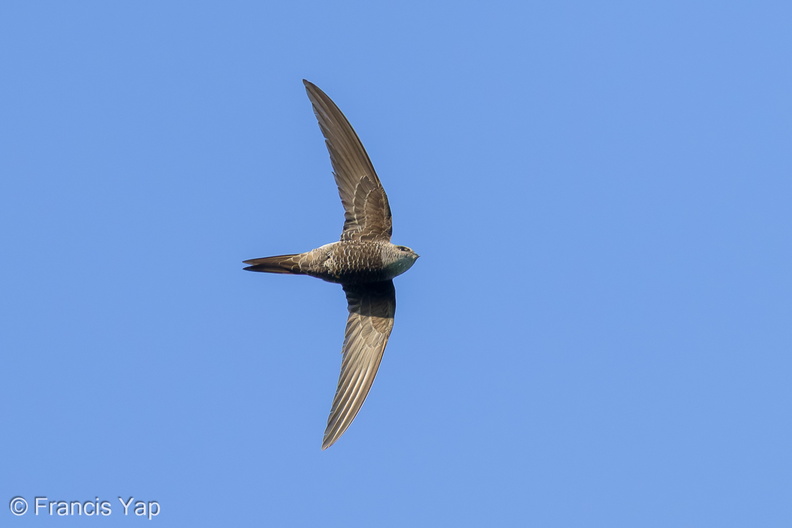 Fork-tailed_Swift-221011-155MSDCF-FYP08068-W.jpg