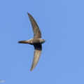 Fork-tailed Swift-221011-155MSDCF-FYP08068-W.jpg