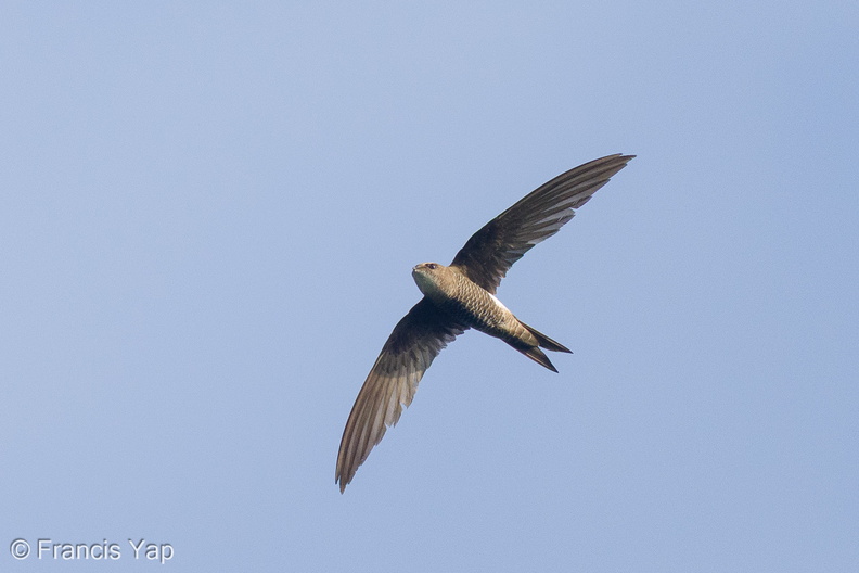 Fork-tailed_Swift-221020-156MSDCF-FYP07100-W.jpg
