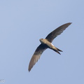 Fork-tailed Swift-221020-156MSDCF-FYP07100-W.jpg