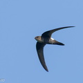 Fork-tailed_Swift-260113-149FRYAP-FYA06367-W.jpg