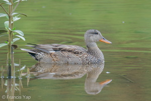 Gadwall-201204-126MSDCF-FYP01804-W.jpg