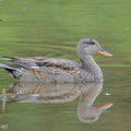 Gadwall-201204-126MSDCF-FYP01804-W.jpg