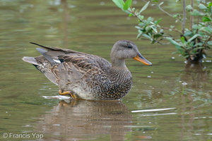Gadwall-201204-126MSDCF-FYP02231-W.jpg