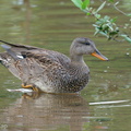 Gadwall-201204-126MSDCF-FYP02231-W.jpg