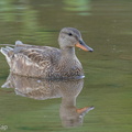 Gadwall-201204-126MSDCF-FYP02471-W.jpg