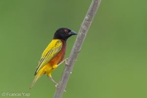 Golden-backed Weaver-120624-111EOS1D-FYAP9287-W.jpg