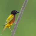 Golden-backed_Weaver-120624-111EOS1D-FYAP9287-W.jpg