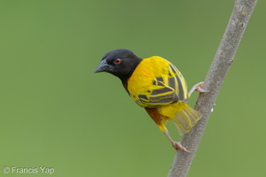 Golden-backed Weaver-120624-111EOS1D-FYAP9296-W.jpg