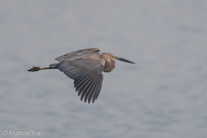 Great-billed Heron-180404-109ND500-FYP_0054-W.jpg