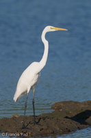 Great Egret-200201-111MSDCF-FYP04606-W.jpg