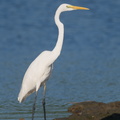 Great Egret-200201-111MSDCF-FYP04606-W.jpg
