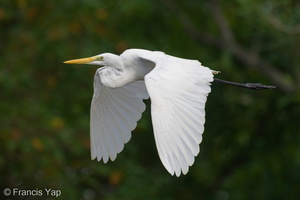 Great Egret-220109-136MSDCF-FRY00735-W.jpg
