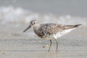 Great Knot-160813-103EOS1D-F1X23399-W.jpg