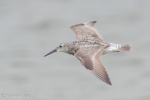 Great Knot-160813-103EOS1D-F1X24421-W.jpg