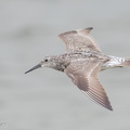 Great Knot-160813-103EOS1D-F1X24421-W.jpg
