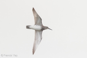 Great Knot-160814-103EOS1D-F1X24684-W.jpg