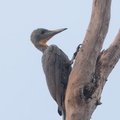 Great Slaty Woodpecker-180511-109ND500-FYP_6586-W.jpg