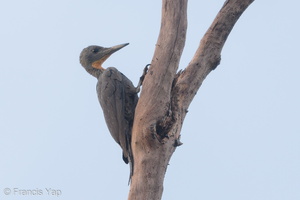 Great Slaty Woodpecker-180511-109ND500-FYP_6588-W.jpg