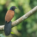 Greater Coucal-120516-111EOS1D-FYAP1922-W.jpg