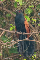 Greater Coucal-210318-105MSDCF-FRY00110-W.jpg