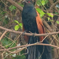 Greater Coucal-210318-105MSDCF-FRY00110-W.jpg