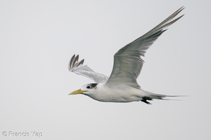Greater Crested Tern-201018-120MSDCF-FYP01258-W.jpg