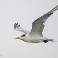 Greater Crested Tern-201018-120MSDCF-FYP01258-W.jpg