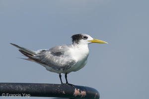 Greater Crested Tern-240928-246MSDCF-FYP03822-W.jpg
