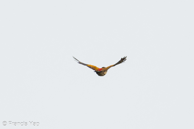 Greater_Flameback-240428-226MSDCF-FYP01928-W.jpg