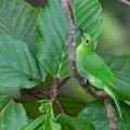 Greater Green Leafbird-110512-102EOS1D-FYAP7514-W.jpg