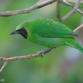 Greater Green Leafbird-150506-120EOS1D-FY1X9782-W.jpg
