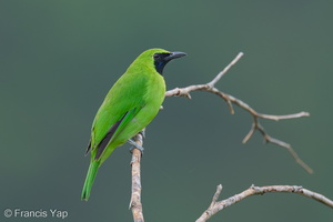 Greater Green Leafbird-250912-123FRYAP-FYA01290-W.jpg