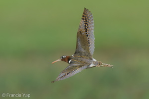 Greater Painted-snipe-210605-112MSDCF-FRY03278-W.jpg