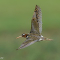Greater Painted-snipe-210605-112MSDCF-FRY03278-W.jpg
