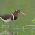 Greater Painted-snipe-220207-140MSDCF-FRY00153-W.jpg