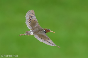 Greater Painted-snipe-250523-107FRYAP-FYA08252-W.jpg