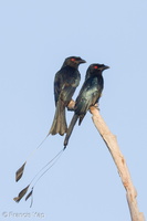 Greater Racket-tailed Drongo-120209-110EOS7D-IMG_5053-W.jpg