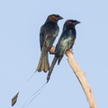 Greater Racket-tailed Drongo-120209-110EOS7D-IMG_5053-W.jpg