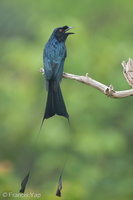 Greater Racket-tailed Drongo-130328-106EOS1D-FY1X0385-W.jpg