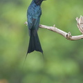 Greater Racket-tailed Drongo-130328-106EOS1D-FY1X0385-W.jpg