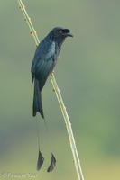 Greater Racket-tailed Drongo-200911-117MSDCF-FYP05298-W.jpg