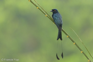 Greater Racket-tailed Drongo-201001-102CANON-FY5R2237-W.jpg