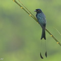 Greater Racket-tailed Drongo-201001-102CANON-FY5R2237-W.jpg