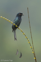 Greater Racket-tailed Drongo-231129-211MSDCF-FYP05010-W.jpg