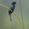 Greater Racket-tailed Drongo-231129-211MSDCF-FYP05010-W.jpg